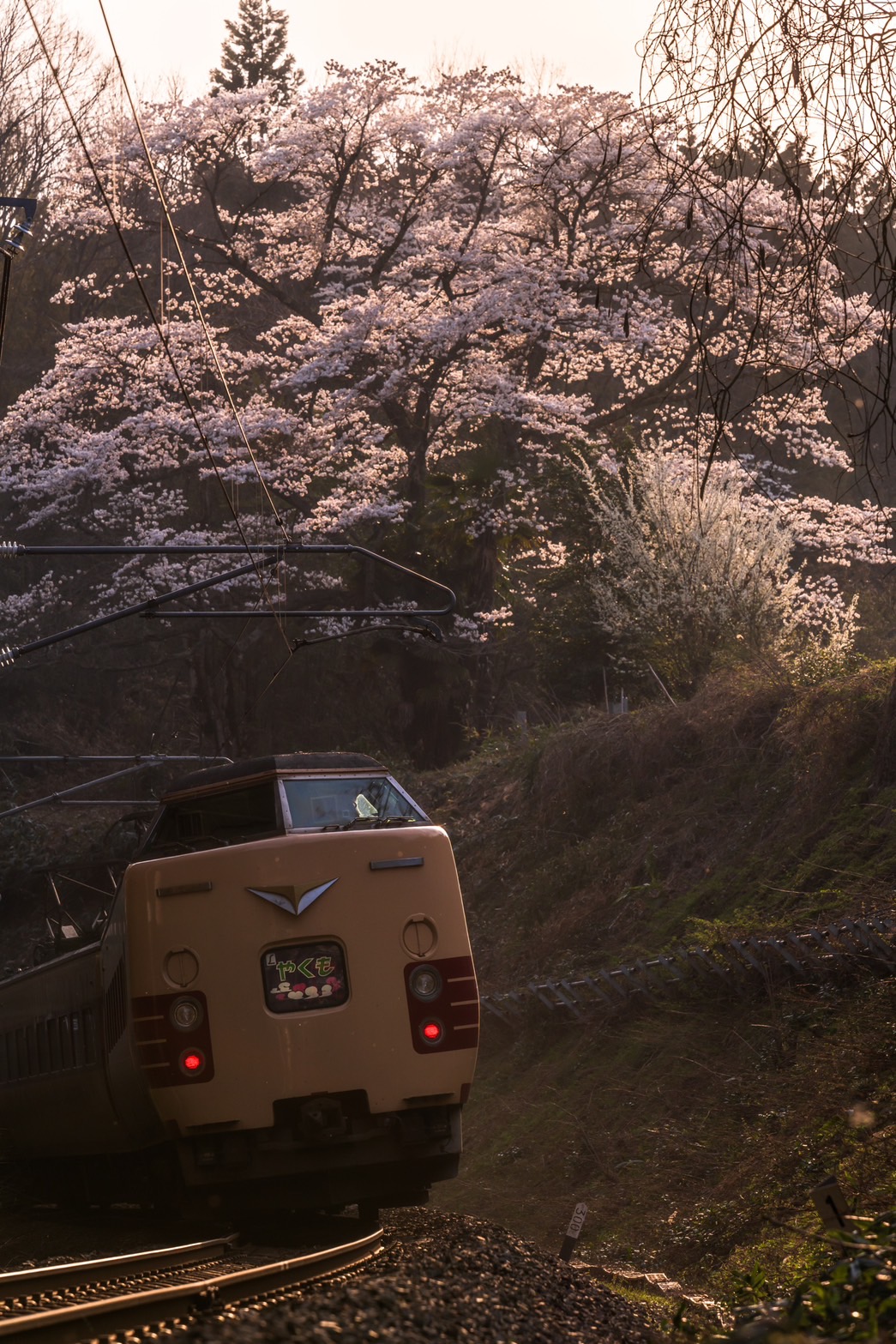 Cherry Blossom Express
